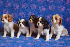 Cavalier King's Spaniel Puppies